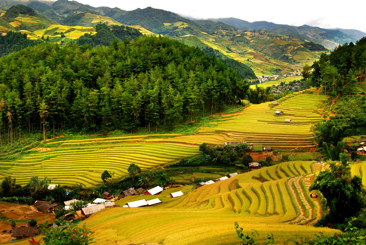 Rice field